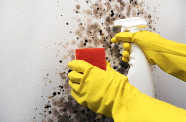 Best Professional Mold Removal  in Rocky Ford, CO